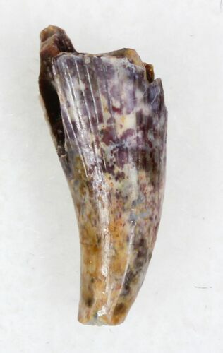 Eryops Tooth From Oklahoma - Giant Permian Amphibian #33546